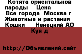 Котята ориентальной пароды  › Цена ­ 12 000 - Все города, Москва г. Животные и растения » Кошки   . Ненецкий АО,Куя д.